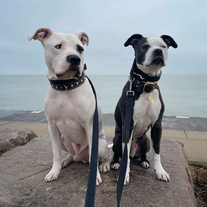 Two dogs sitting and looking near the sea