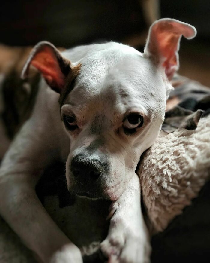 White dog lying and looking