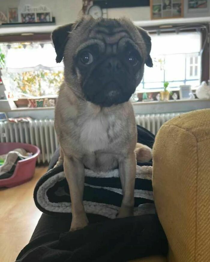 Pug standing and looking
