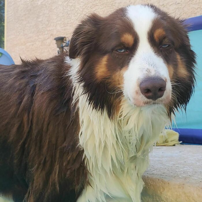 Wet white and brown dog looking