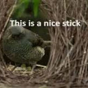 lindsay-mariebohdan avatar