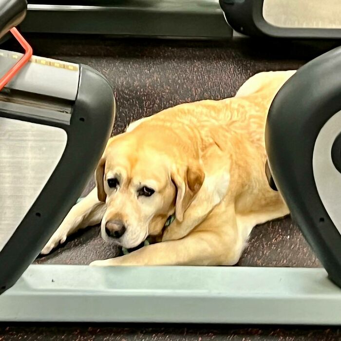 Brown dog lying on the ground and looking