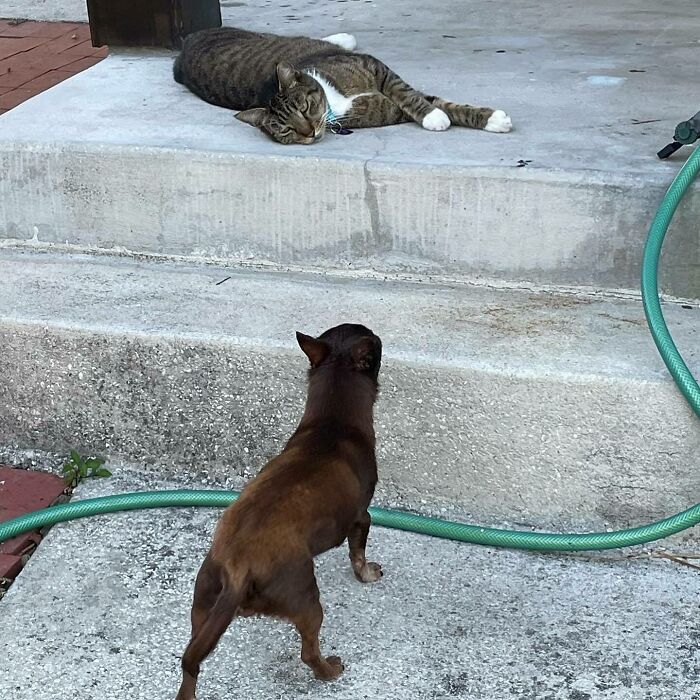 Cat lying on the ground and small dog looking