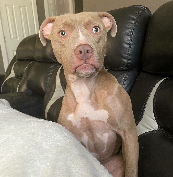 Brown dog sitting and looking