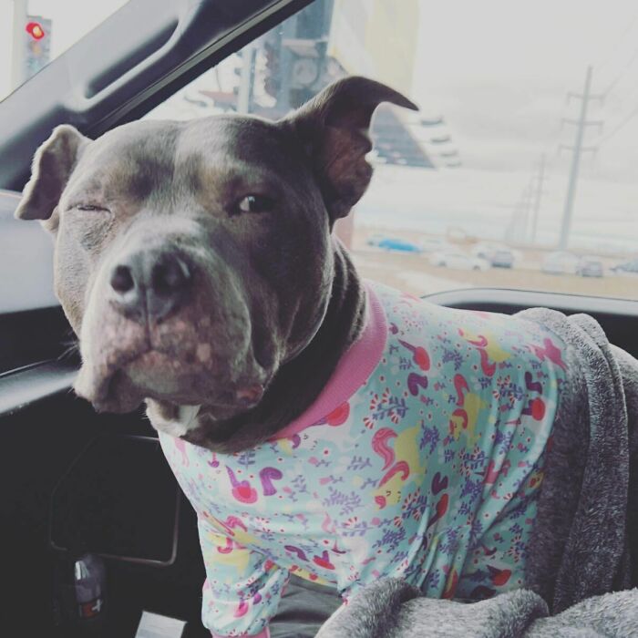 Black dog wearing clothes looking