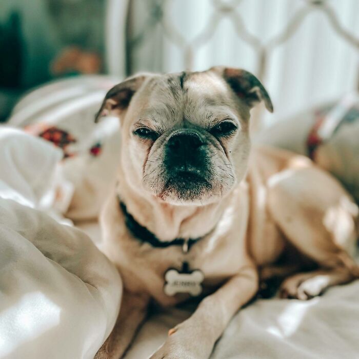 Dog lying and looking