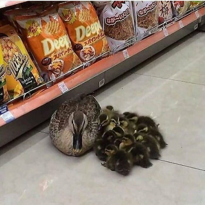 Mrs Duck And Her Kid Make An Unexpected Visit To The Grocery Store