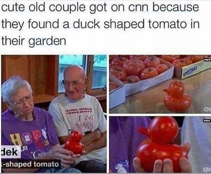 The Most Wholesome Tomato