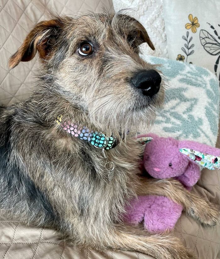 Gray dog holding pink toy and looking