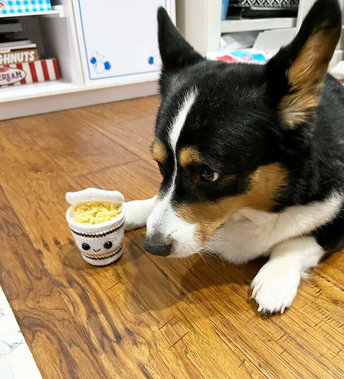 Black and white dog looking at ramen toy