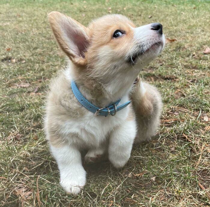 White and light brown puppy lying on the grass and looking