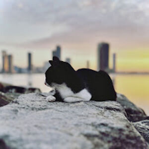 abdelrahmanhussein avatar