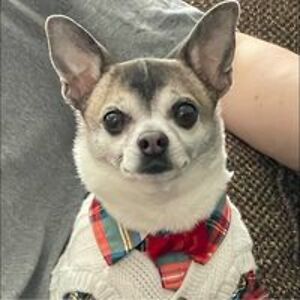 niki_hanley_1 avatar