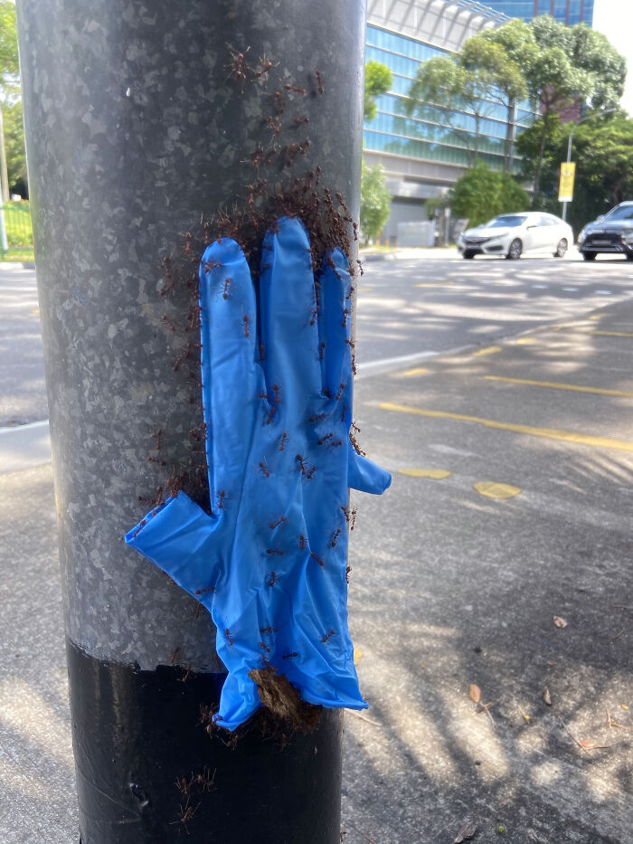 I Saw Some Ants Carrying A Glove Up A Lamp