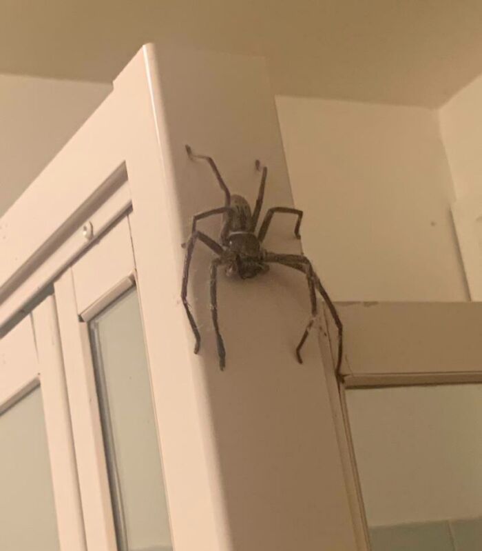 Was Told To Post Him Here. Just Casually Chilling In Our Beach House Bathroom