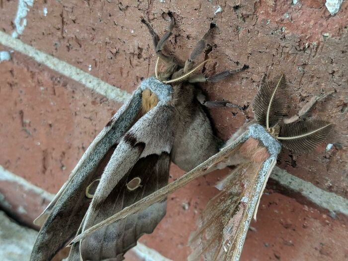 Tiene cuerpo de araña y alas de polilla - (noreste de Oklahoma) polilla gorda o mariposa (tarántula voladora)
