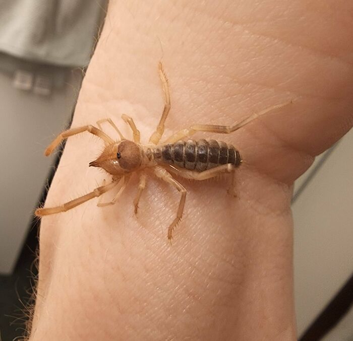 One Of The Weirdest Things I've Caught In My House (Southern California)