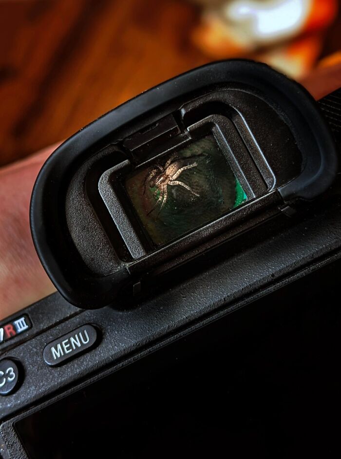 This Camera Has A Spider Living Inside Of It
