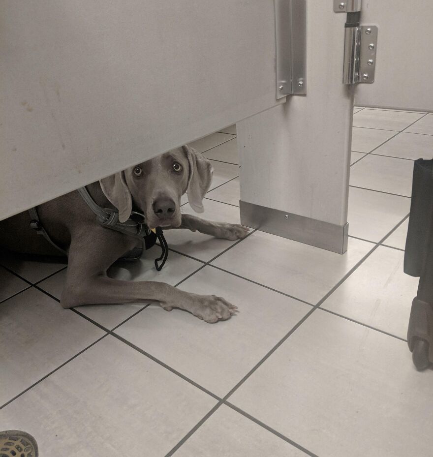 This Dog Watched Me On The Toilet At The Airport