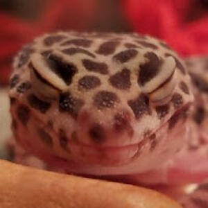 cheyenneverdin avatar