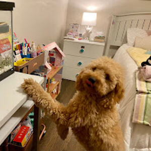 sophiegomez-devia avatar