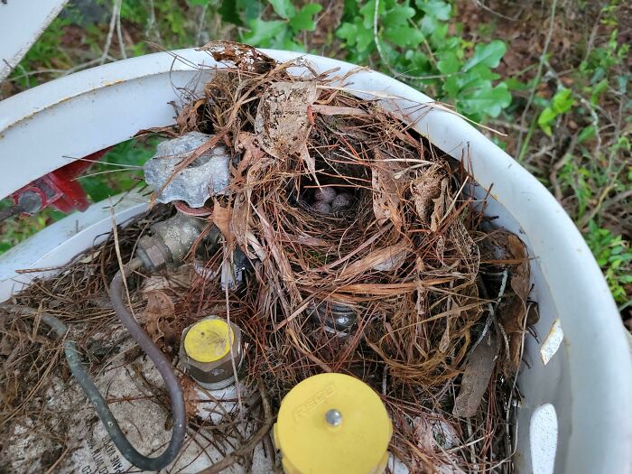 Bird's Nest Under The Lid Of My Propane Tank