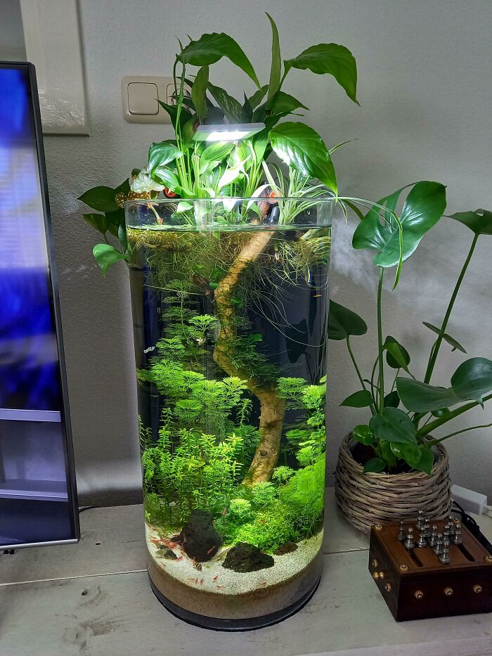 Plants in the aquarium