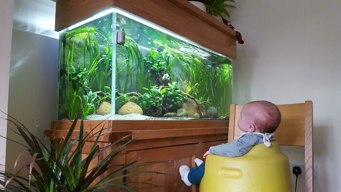 Baby staring at the aquarium