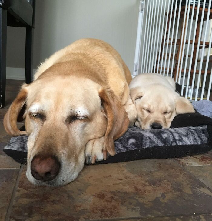 My Mom Wasn’t Sure If Her Older Dog Would Like The New Puppy