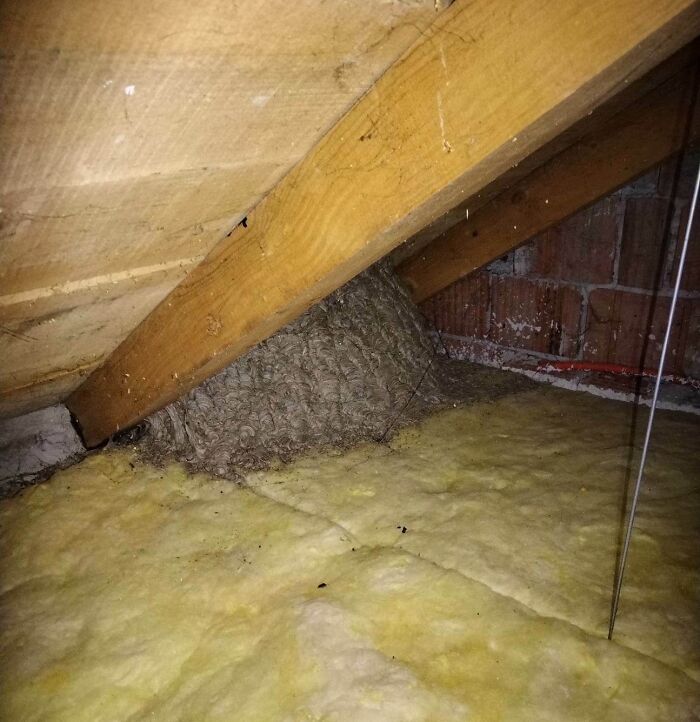 A Little Nest In My House In The Attic