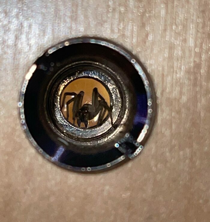 Spider Hiding In My Apartment Peephole