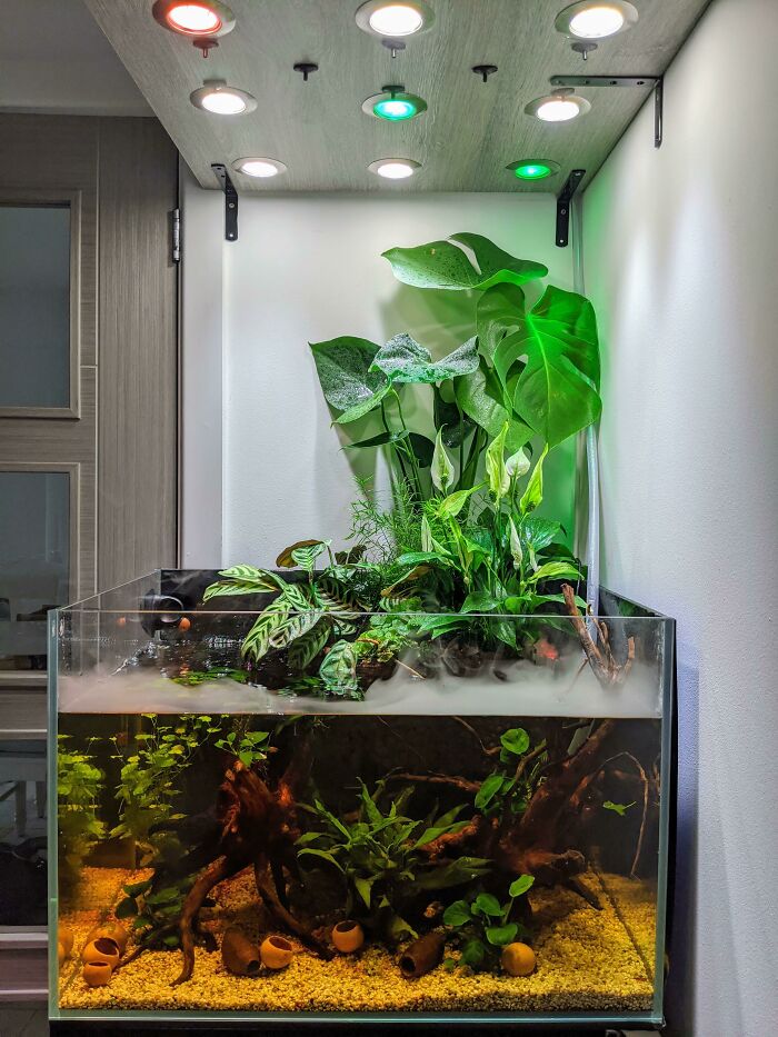 Fish Tank with plants 