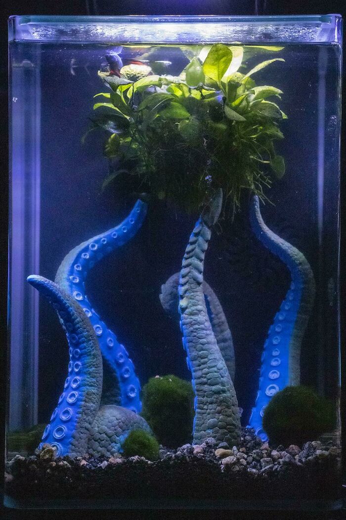 Octopus and plant in the aquarium 