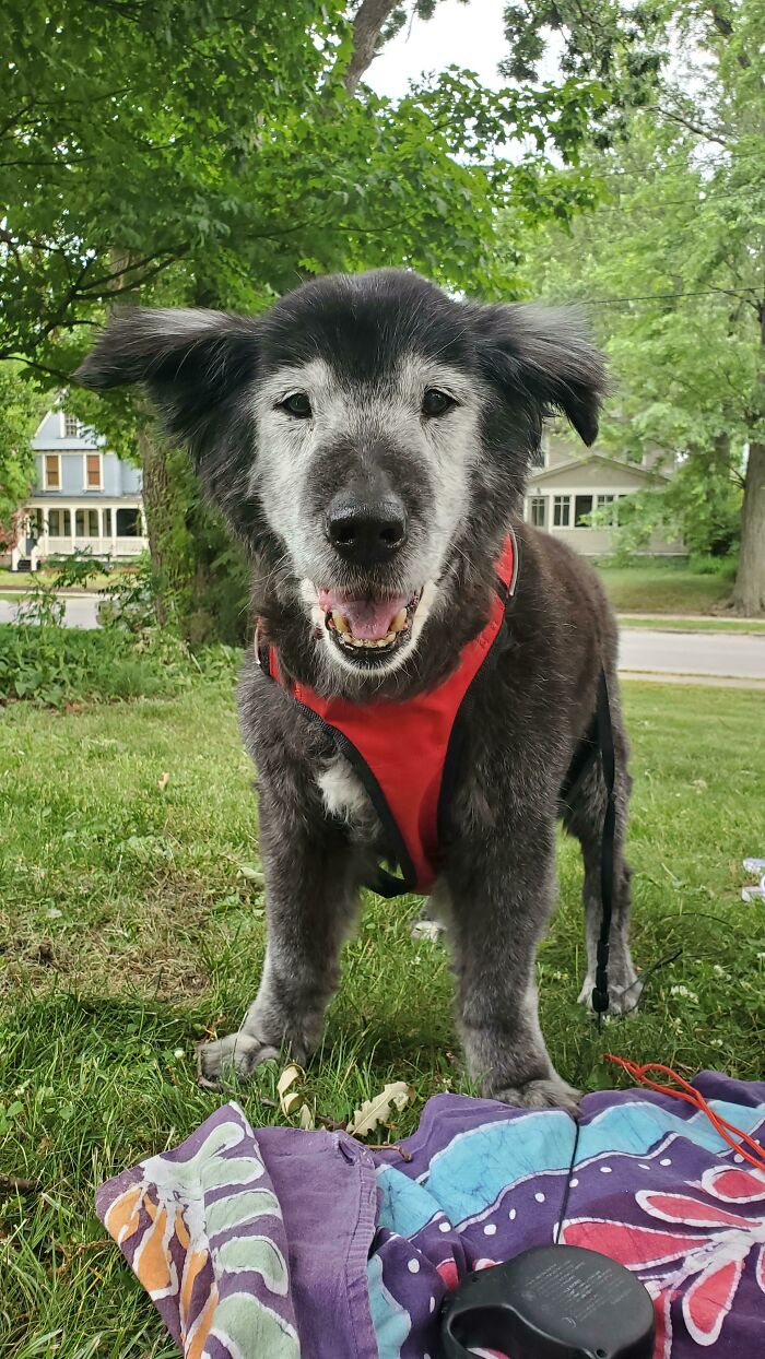 This Is Bear, The 20 Year Old Pup! Anyone Know How I Can Find Out If She's The Oldest Dog In Michigan?