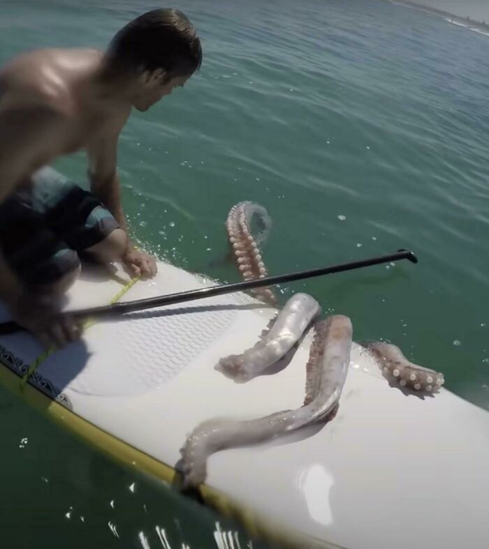 Vayamos a hacer surf de remo, dijeron