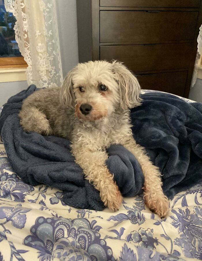 I Heard We Were Sharing Senior Dogs. Meet 14 Year Old Stella The Schnoodle!