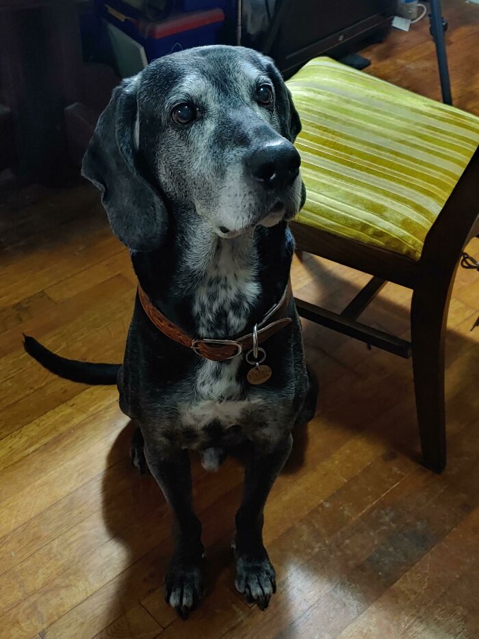 A Surprisingly Good Photo Of Our Old Man Dog, Singer, Who Is A 13 Year Old Plotthound