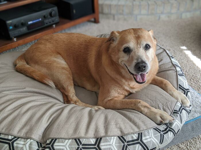 I Adopted A 15 Year Old Dog Last Summer From My Dying Neighbor. Lucky Turns 16 And Is Still Loving Life
