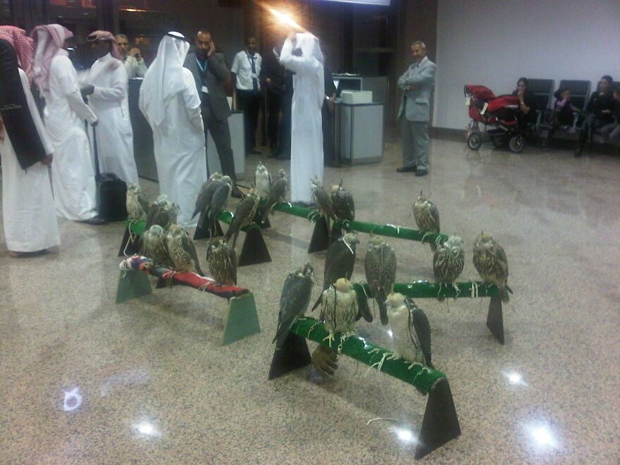 So My Friend Is In An Airport In Morocco And Sees These Guys Trying To Buy Seats On A Plane To Switzerland For Their Falcons