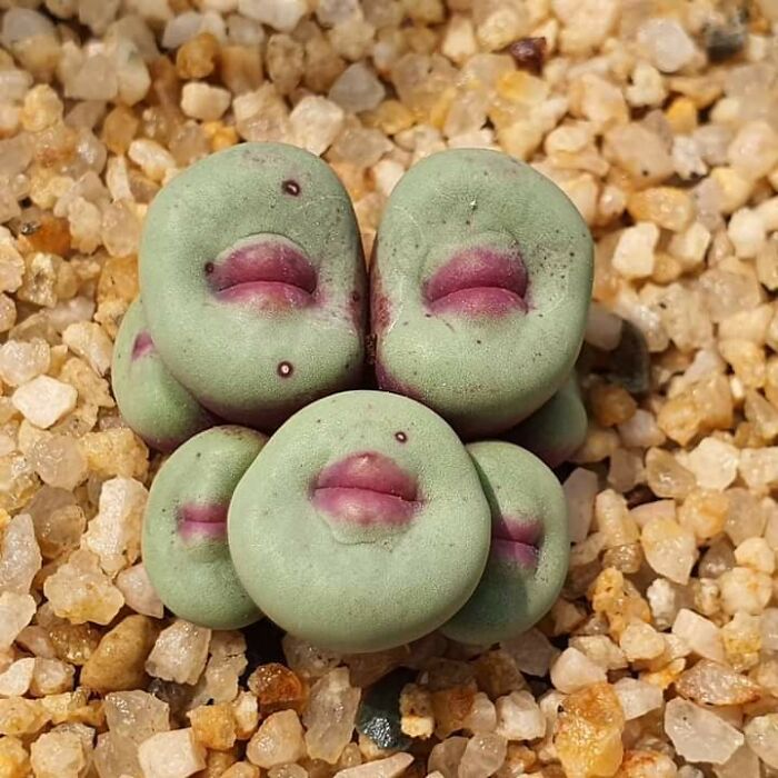 This Plant Called “Conophytum Pageae”