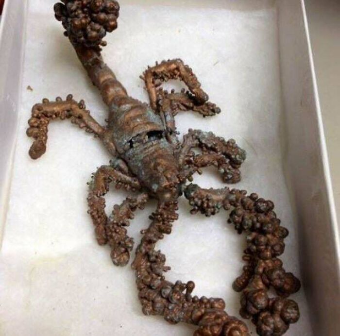 The Only Natural Fossil Of A Scorpion Made Entirely Out Of Copper