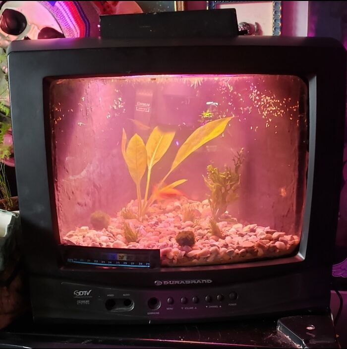 Aquarium inside of tv 