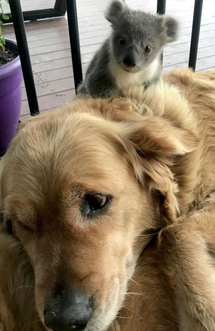 Precious Golden Retriever Allows Lost Koala Joey To Snuggle With Her