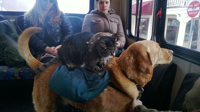 Just A Rat, On A Cat, Riding A Dog, Riding The Bus