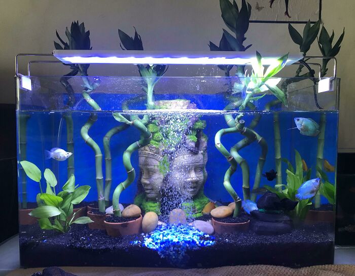104 Stunning Aquarium Ideas, As Shared By People Online