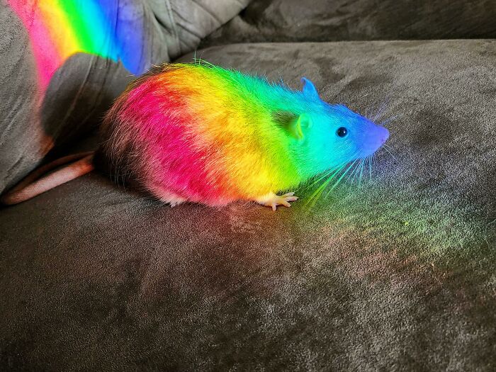 My Handsome Man In A Rainbow Spot