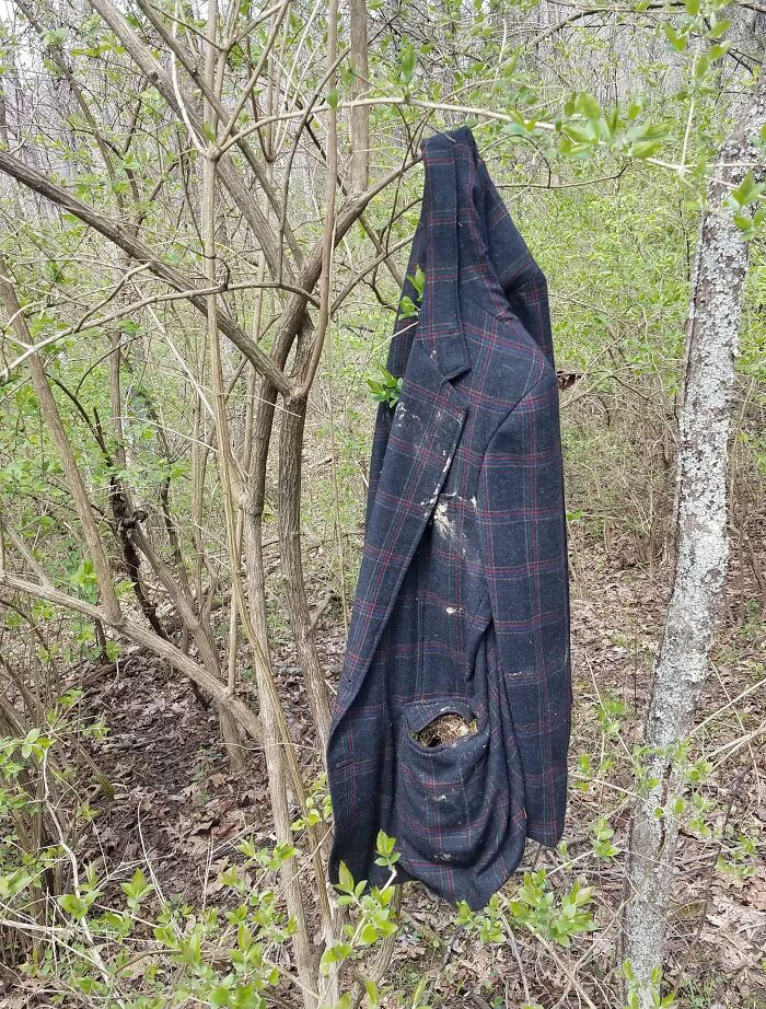 Una vieja chaqueta colgada en el bosque con un nido de pájaros en el bolsillo