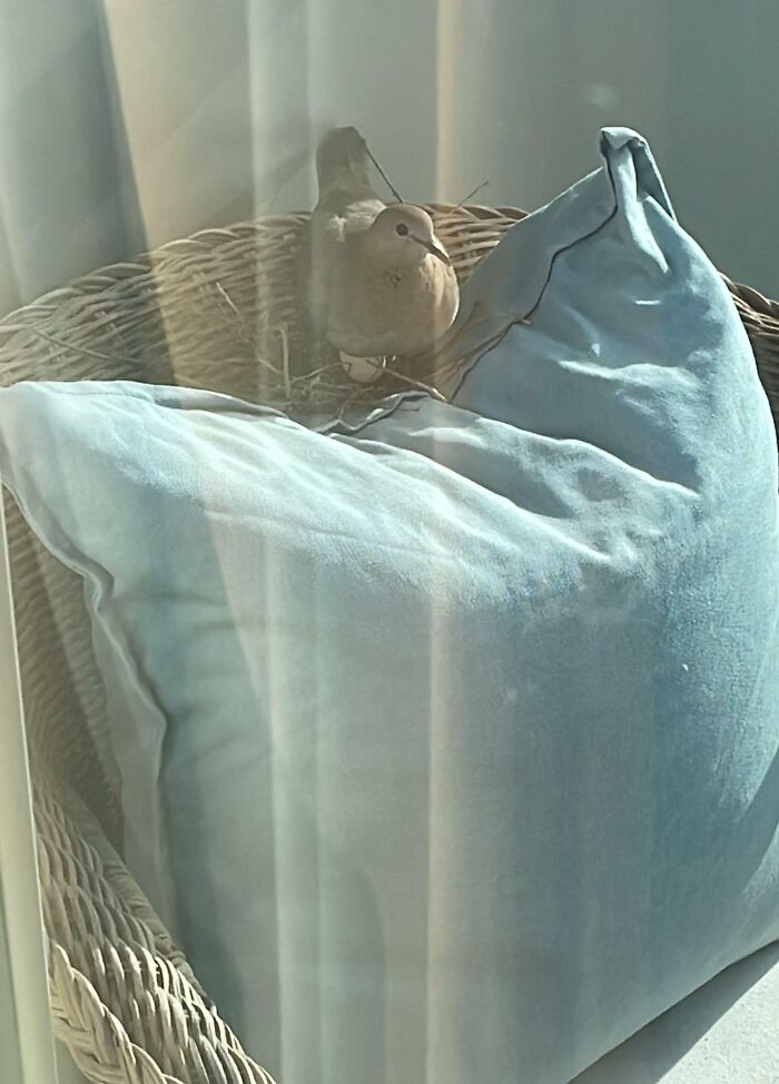 Llegué a casa hoy y encontré este pájaro en mi silla balcón totalmente equipado con nido y huevo