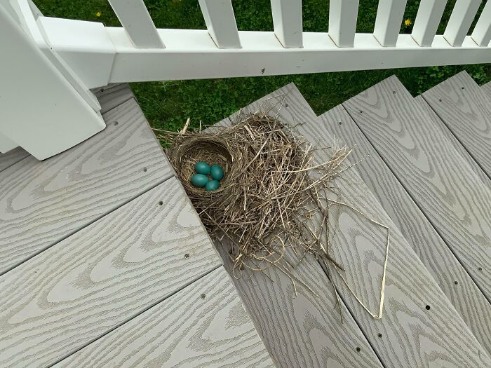 Un pájaro puso huevos en las escaleras de nuestro porche delantero
