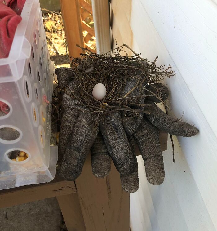 Left My Work Gloves Outside For A Couple Of Days. Went To Got Them And Found This